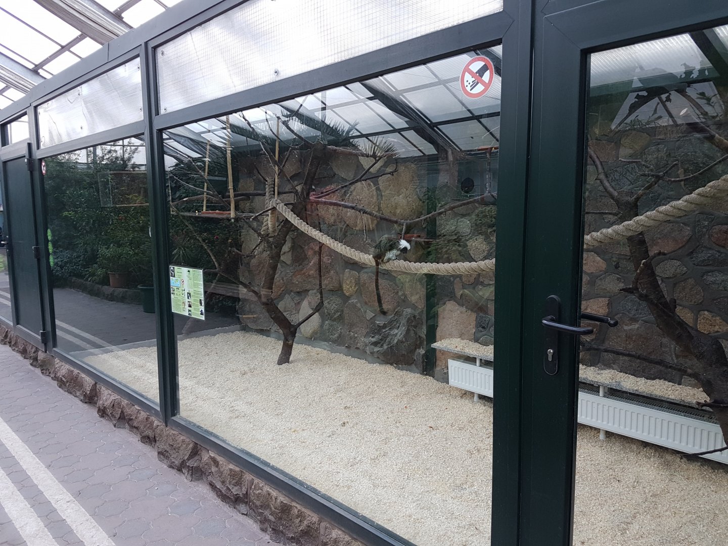 Indoor-enclosure Cotton-top tamarin