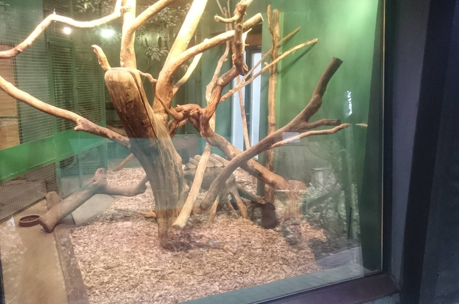 Indoor enclosure Cuban hutia