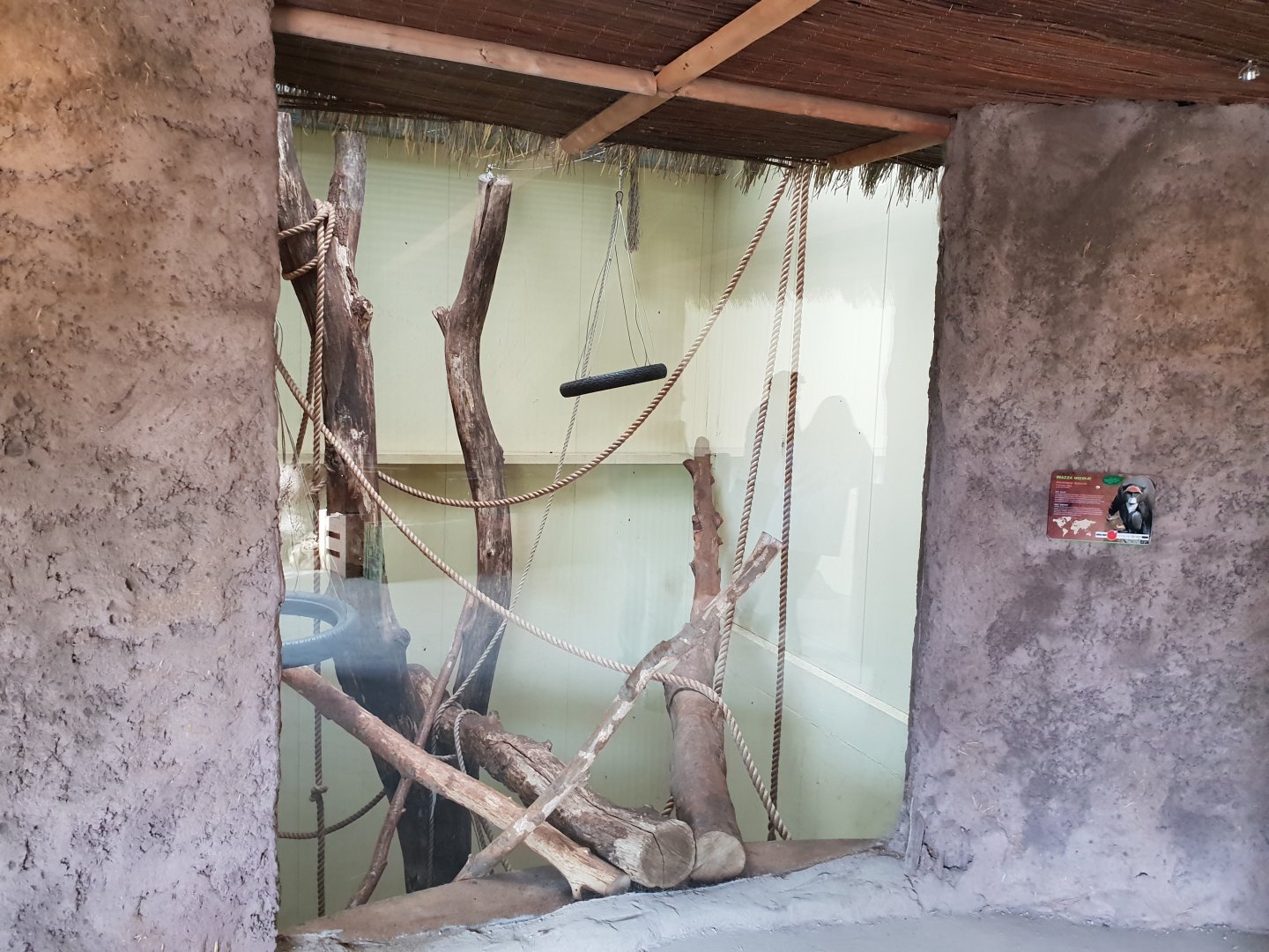 Indoor-enclosure DeBrazza monkey