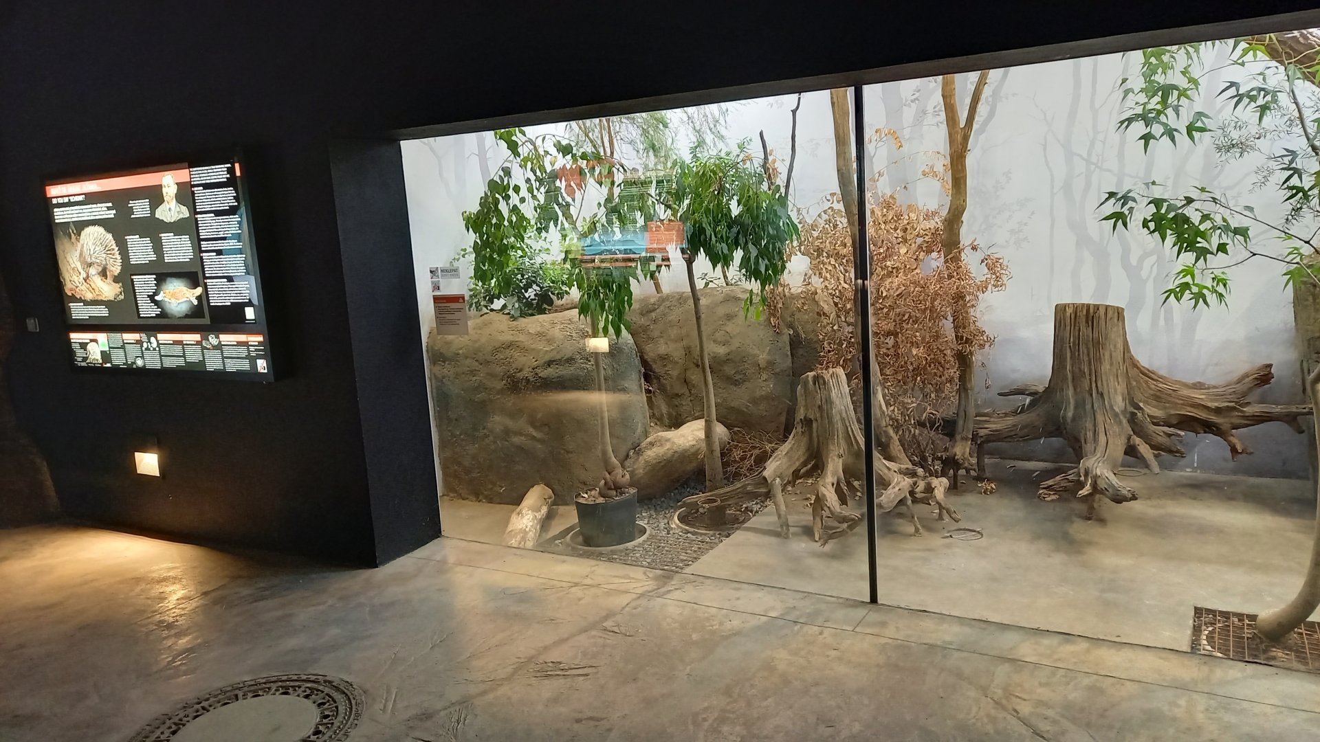 Indoor-enclosure Echidna