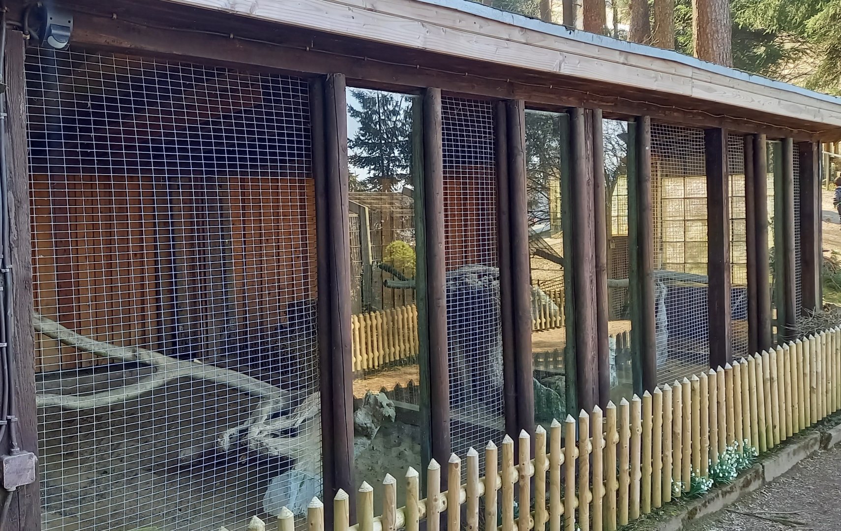 Indoor-enclosure European wildcat