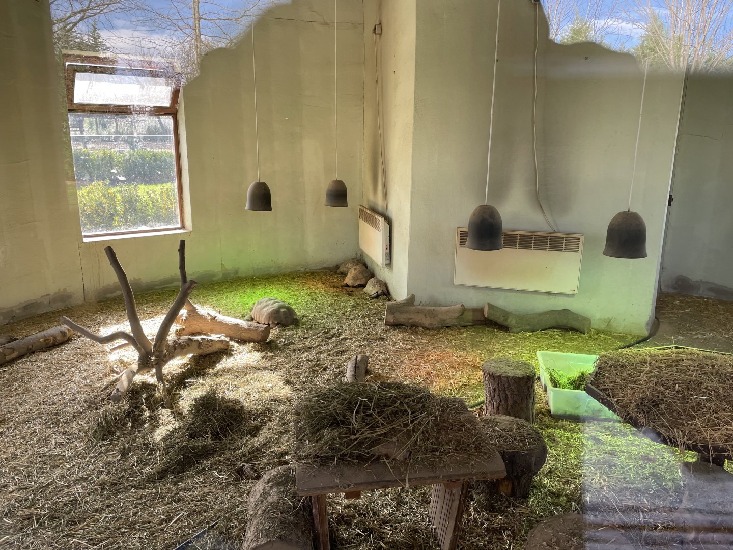 Indoor enclosure for African spurred and leopard tortoises
