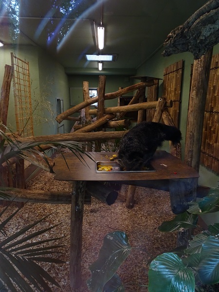 Indoor enclosure for binturong (07/22)
