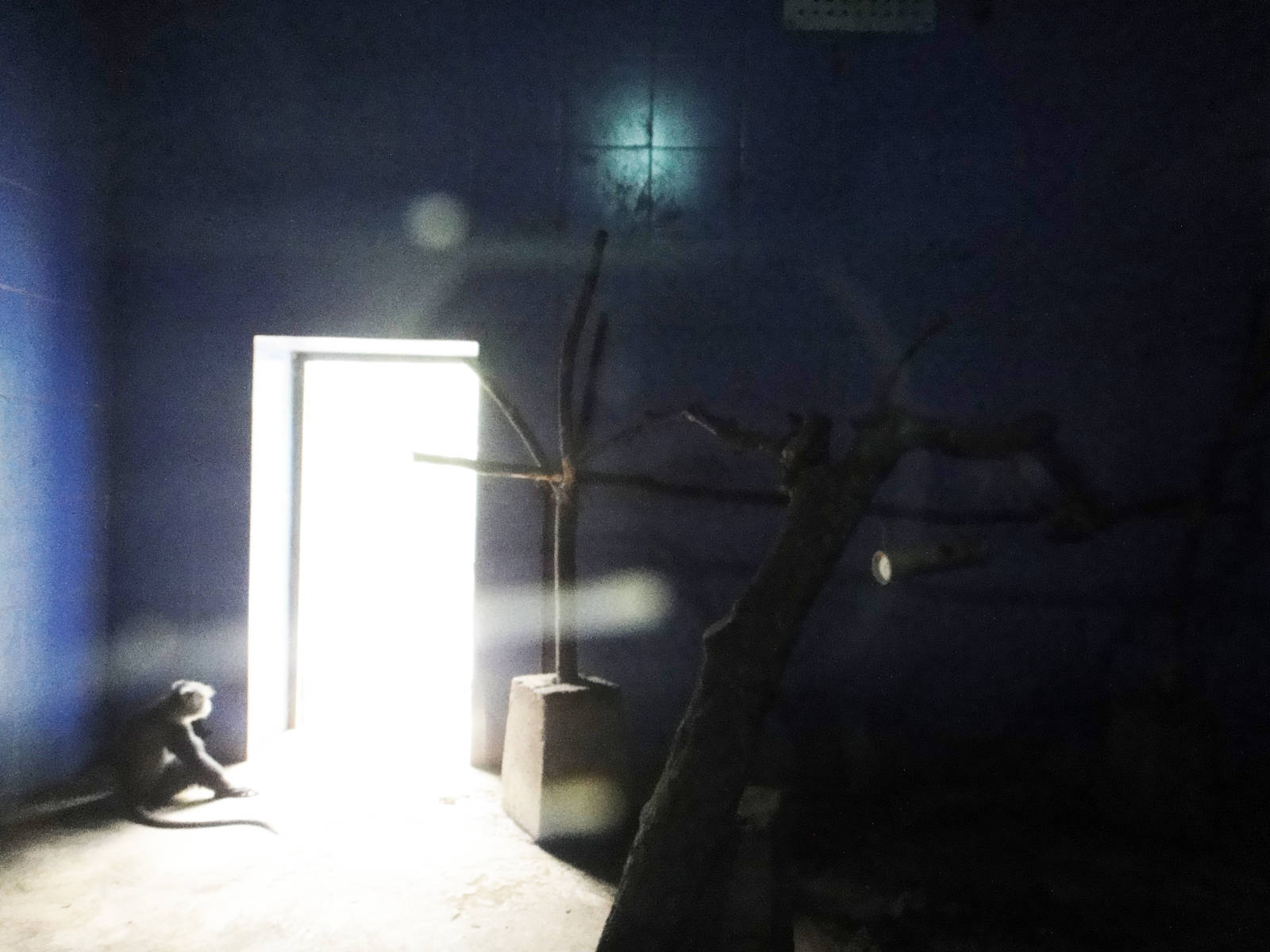 Indoor enclosure for blue monkeys