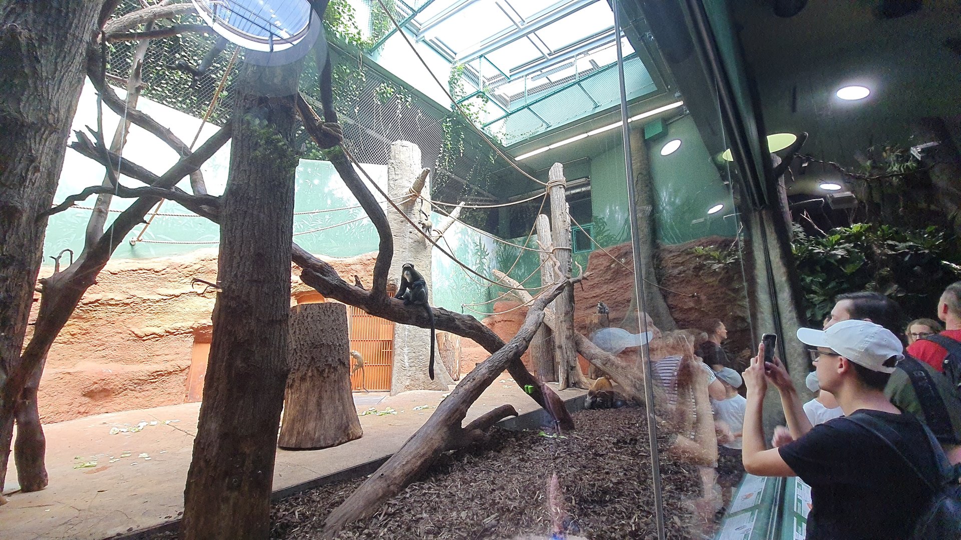Indoor enclosure for De Brazza's Guenon and Red River Hogs- Prague Zoo Praha