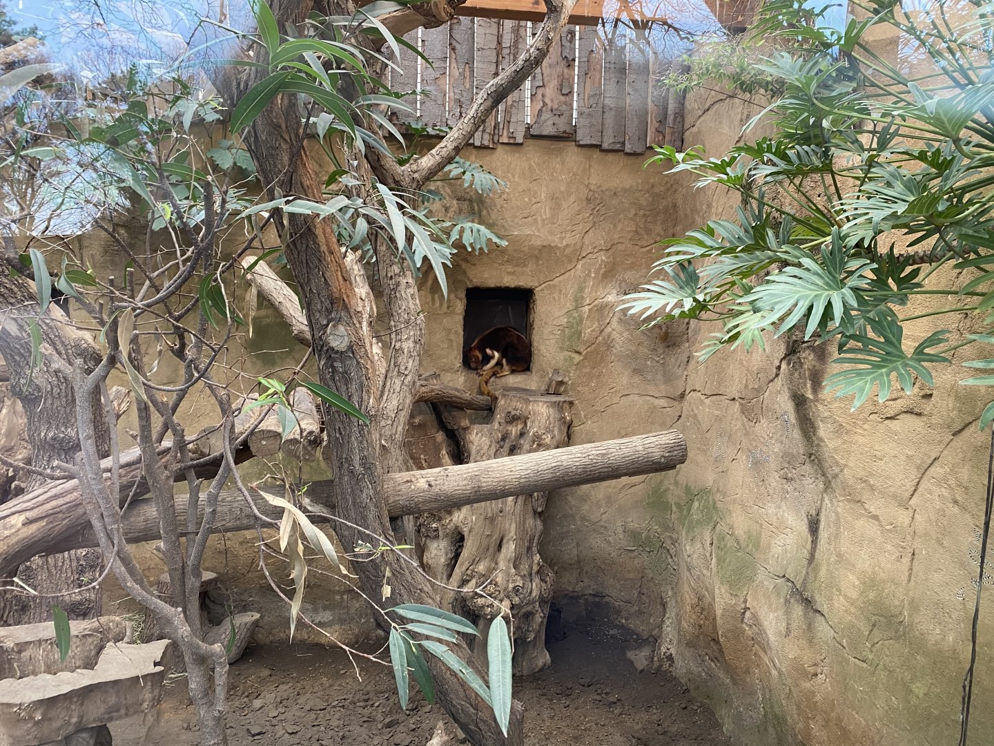 Indoor enclosure for Goodfellow's tree-kangaroo and Short-beaked echidna 011219
