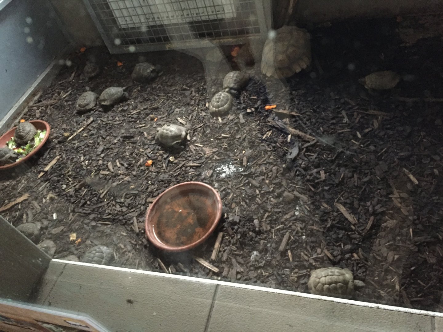 Indoor enclosure for greek, hermann's and african spurred tortoises 10.2020.