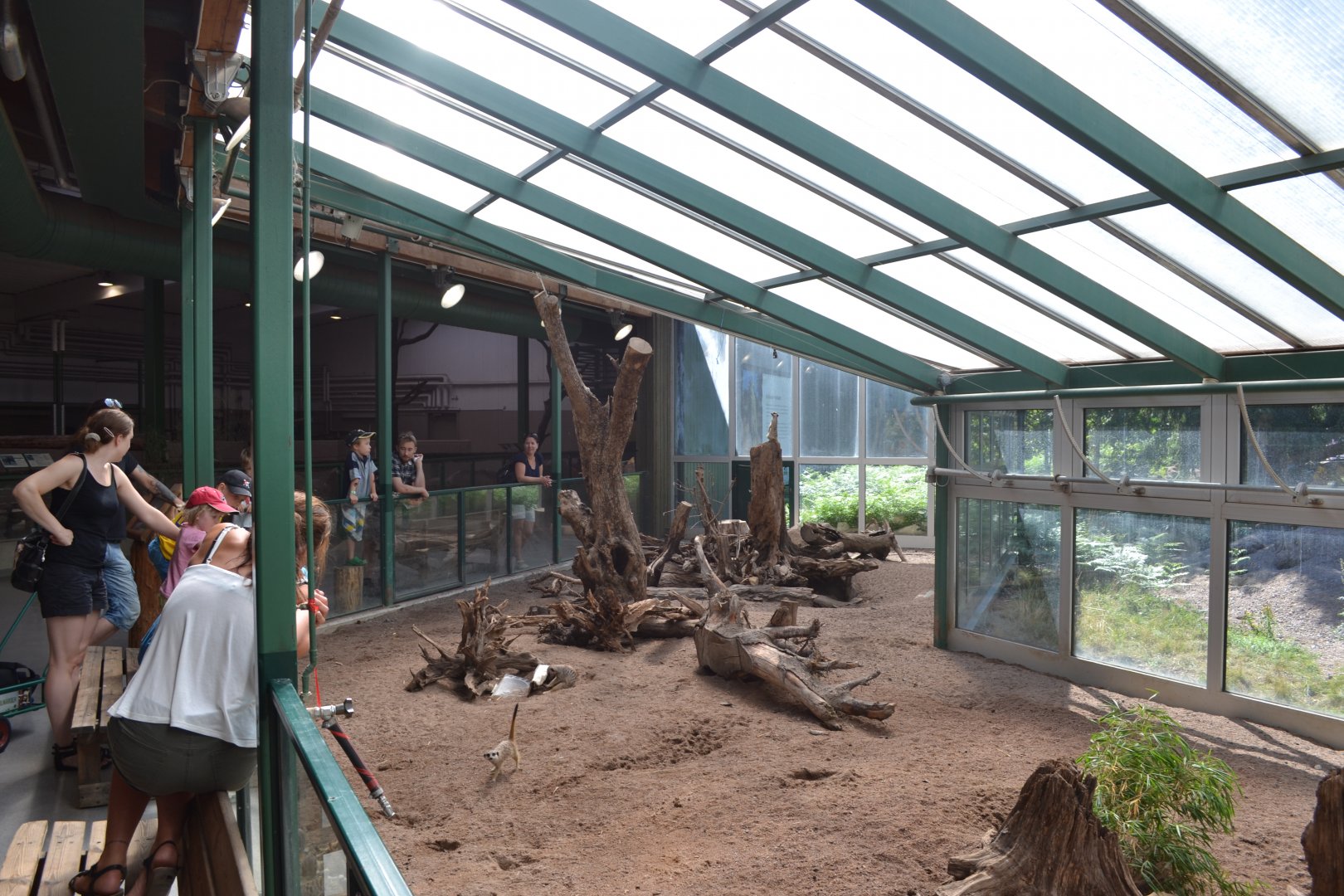 Indoor enclosure for meerkat in Kolmården