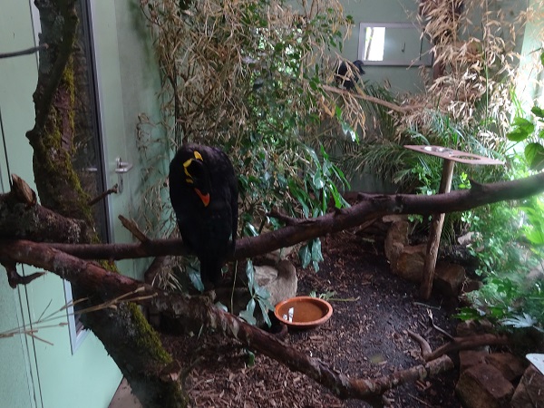 Indoor enclosure for Nicobar pigeons, roulrouls and hill mynahs (07/22)