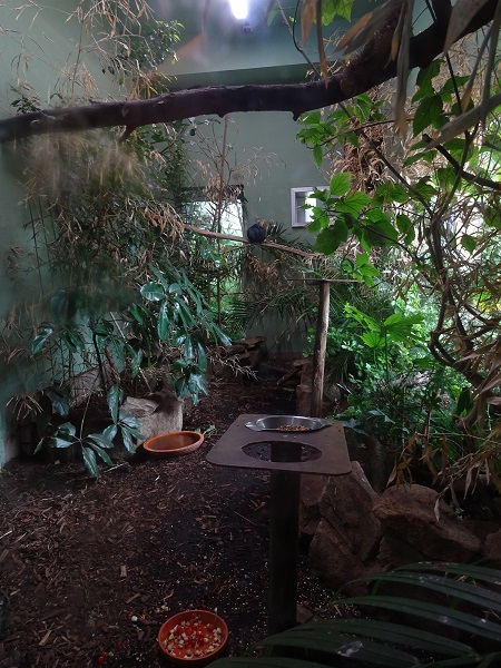 Indoor enclosure for Nicobar pigeons, roulrouls and hill mynahs (07/22)