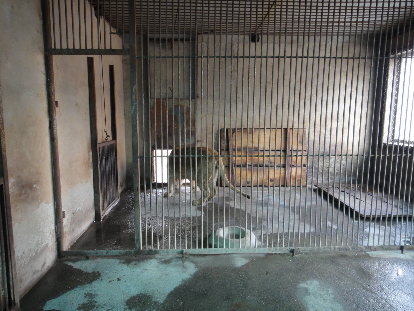 Indoor enclosure for Pantheras