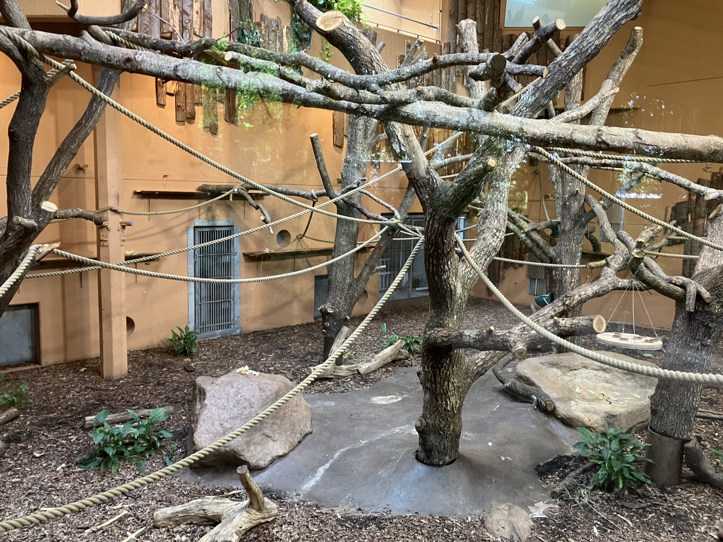 Indoor enclosure for ring-tailed lemurs and black lemurs 01/07/2024