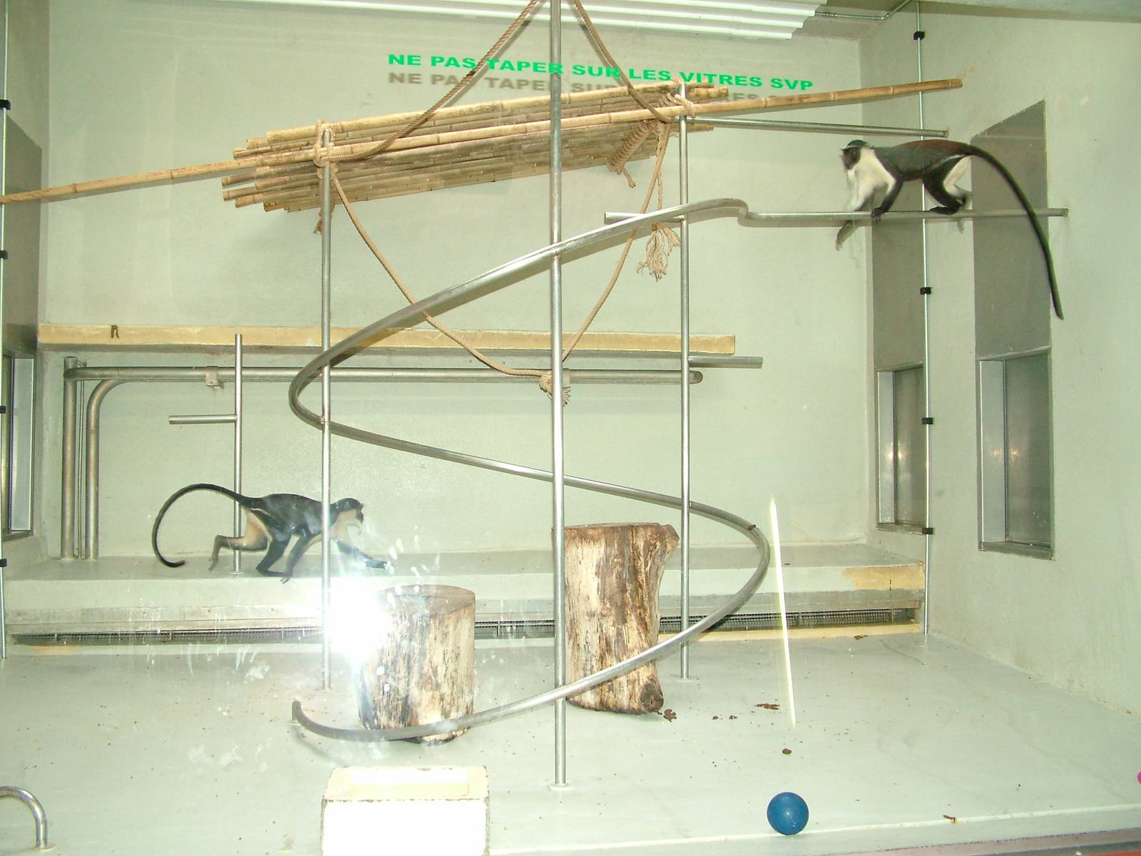 Indoor enclosure for Roloway Guenons at Mulhouse 29/08/09