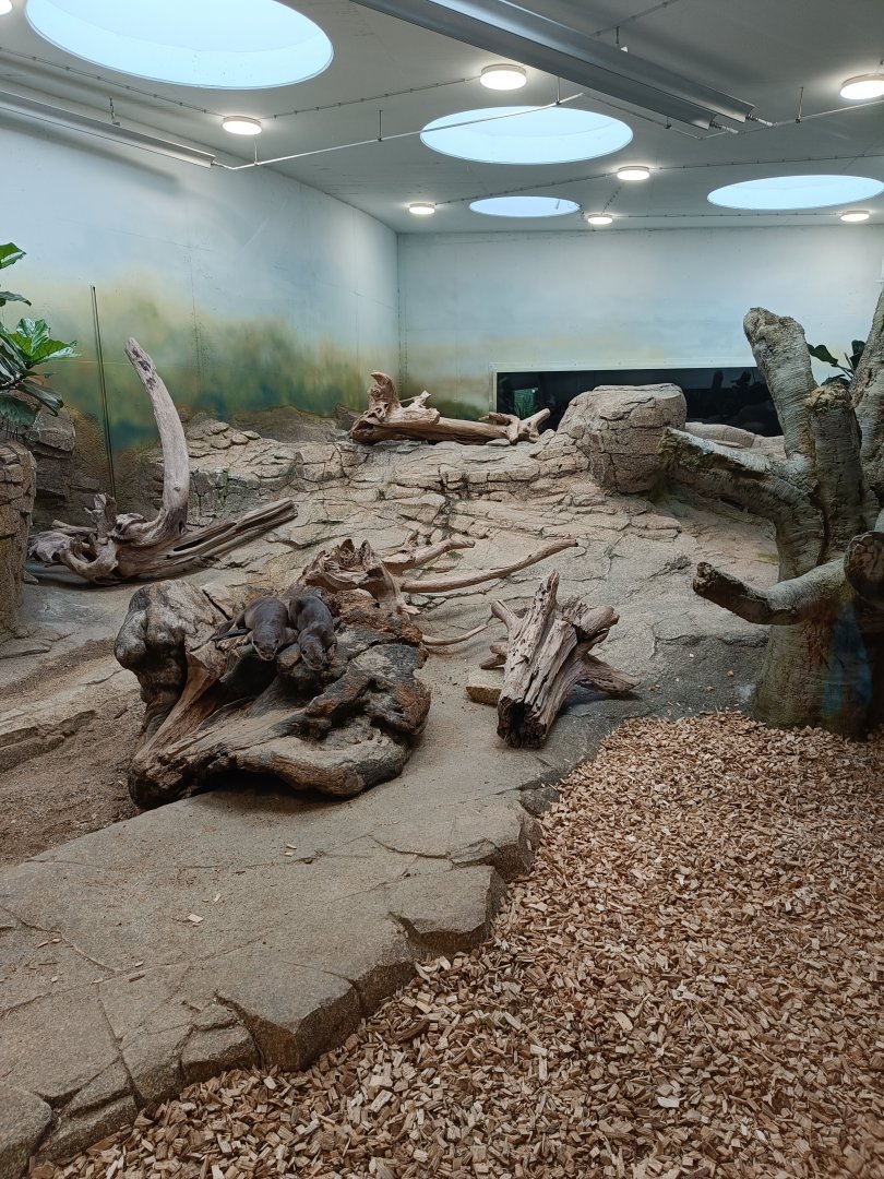 Indoor enclosure for Smooth-coated Otters - new Orangutan-Haus