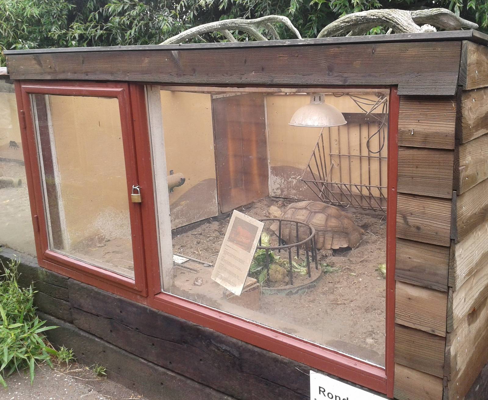 Indoor-enclosure for Spurred tortoise and Mongoose