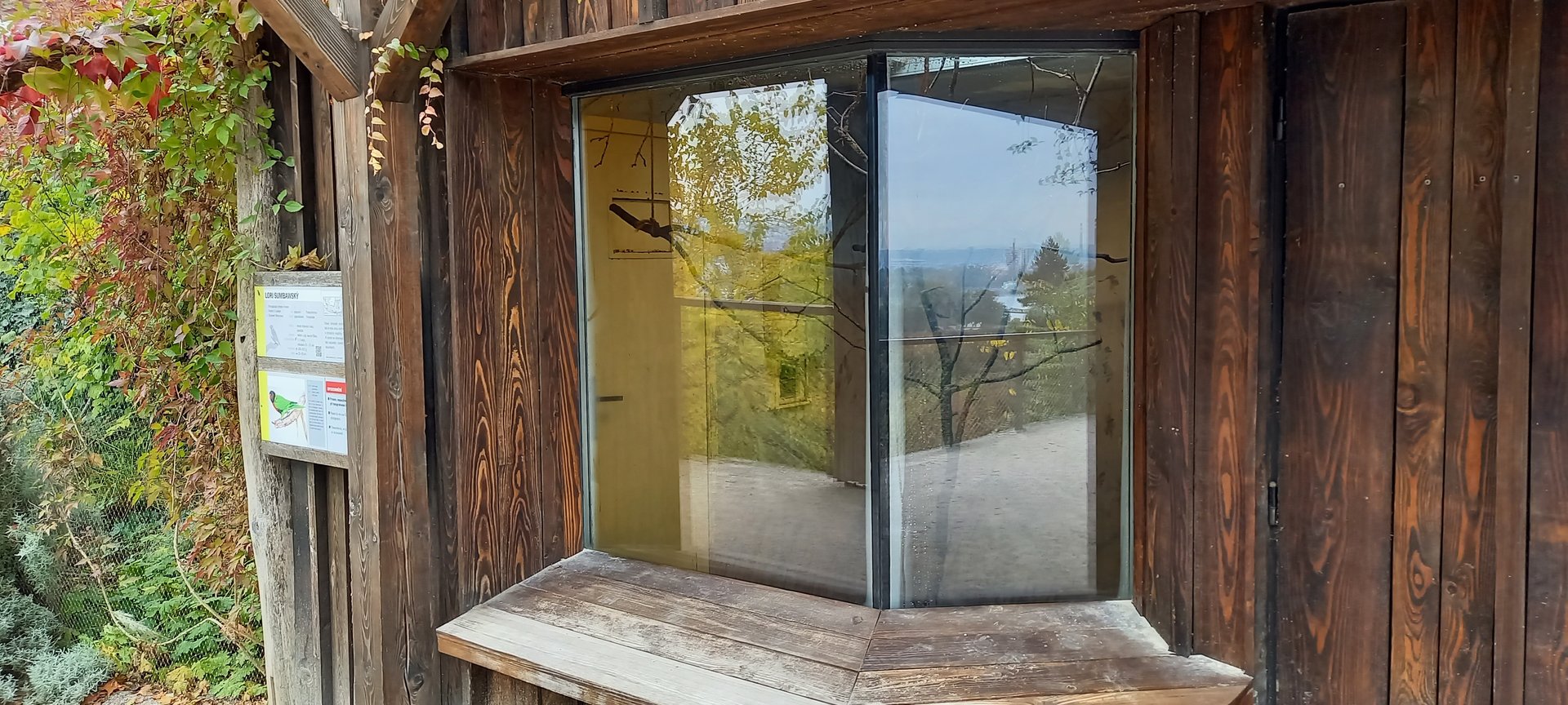Indoor-enclosure Forsten's lorikeet