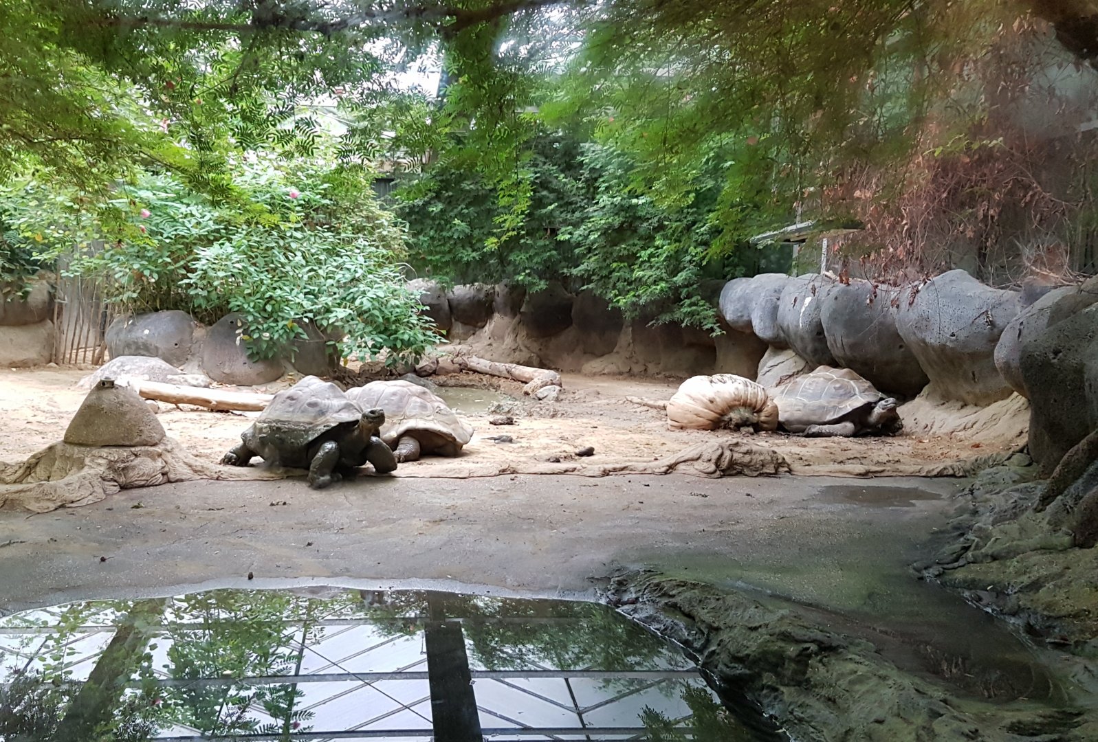 Indoor-enclosure Galapagos tortoise
