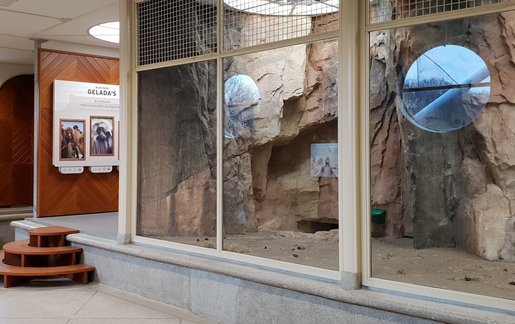 Indoor-enclosure Gelada