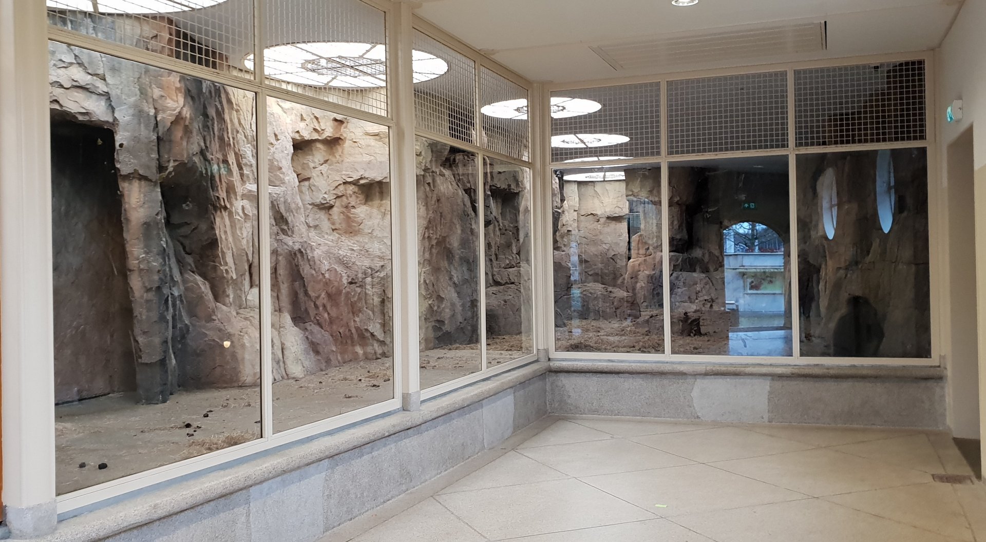 Indoor-enclosure Gelada