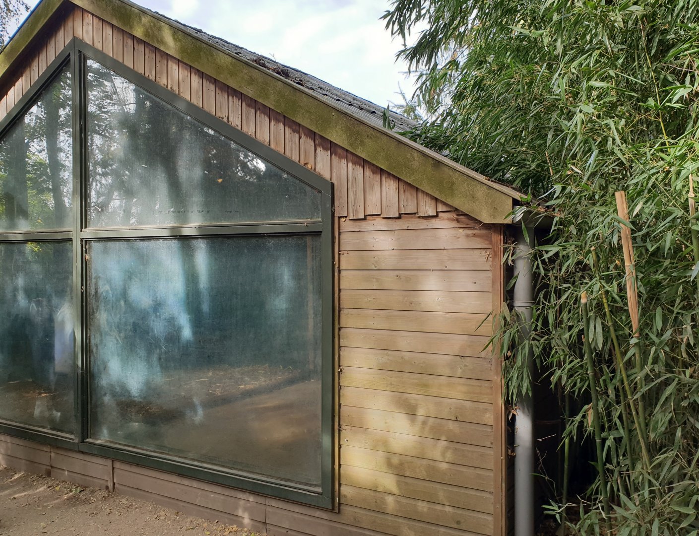 Indoor-enclosure Giant ant-eater