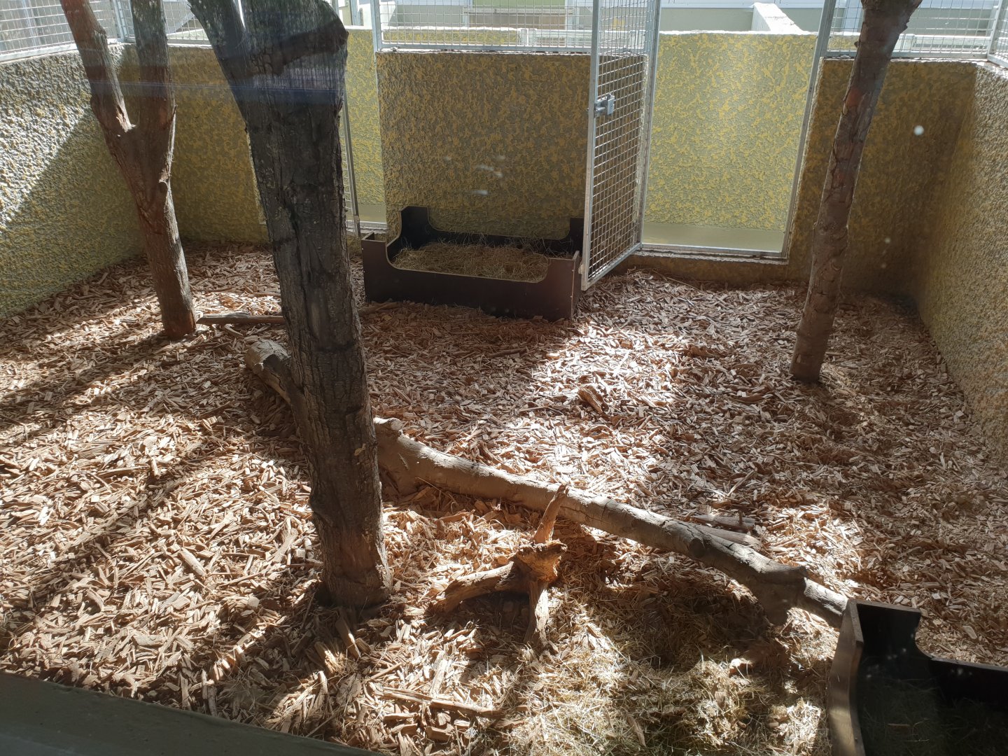 Indoor-enclosure Giant anteater
