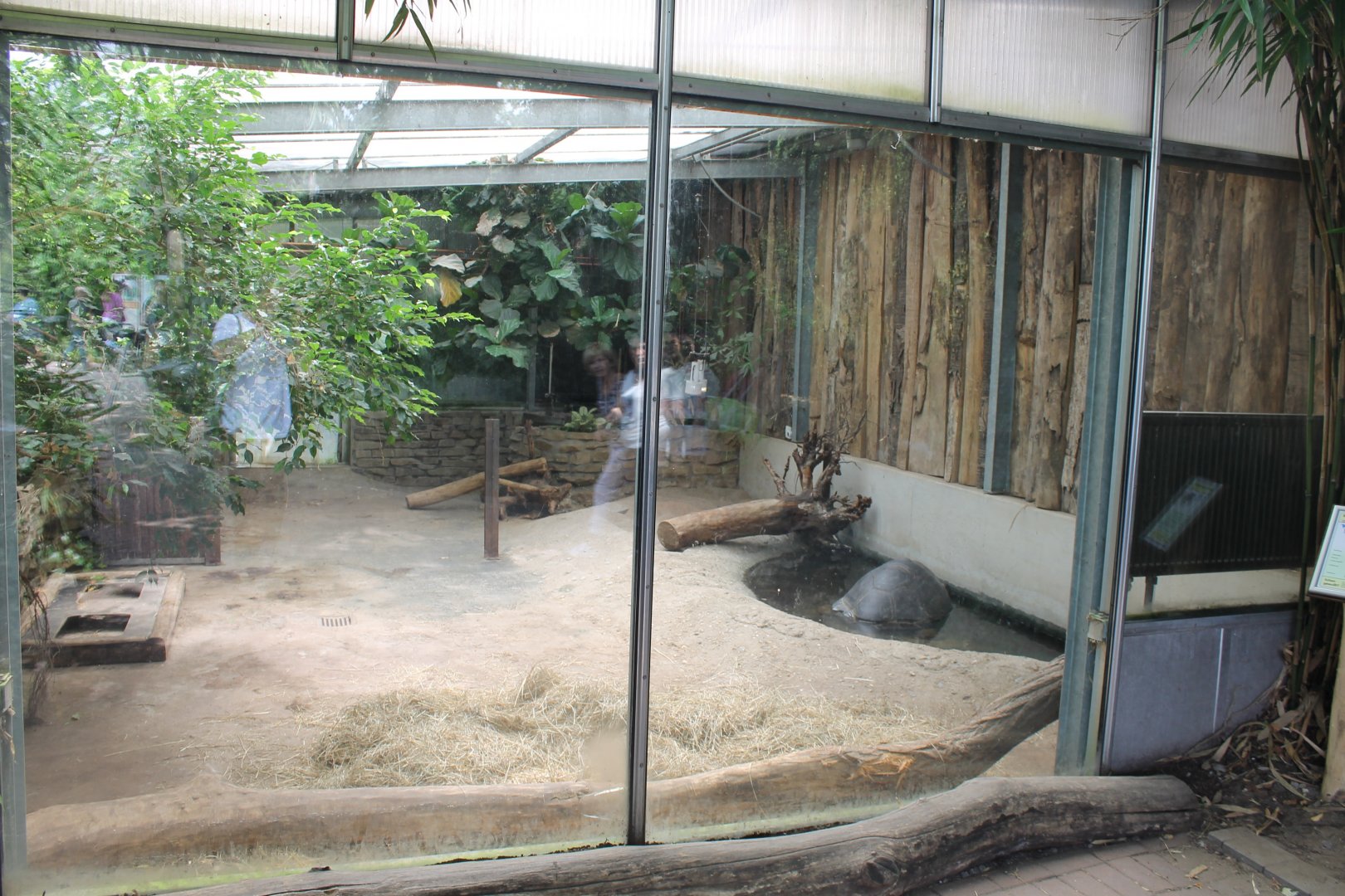 Indoor-enclosure Giant tortoise