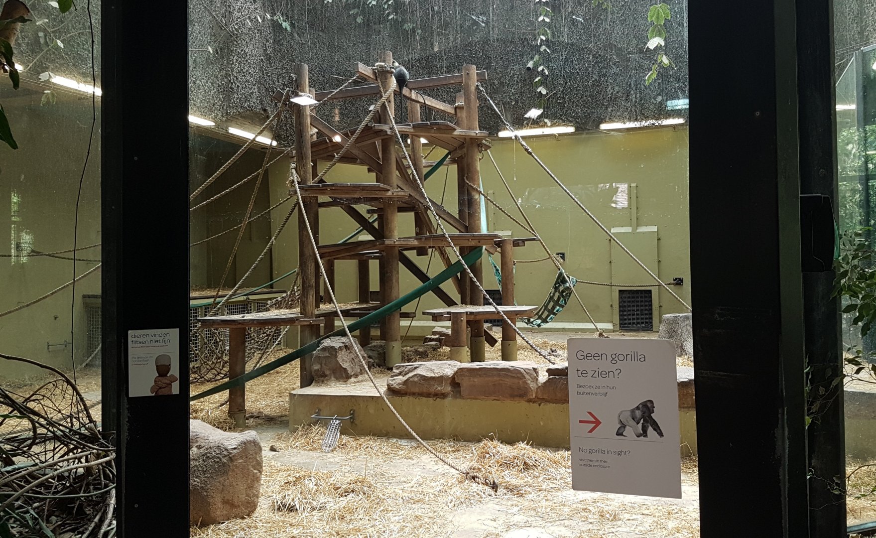 Indoor-enclosure Gorilla