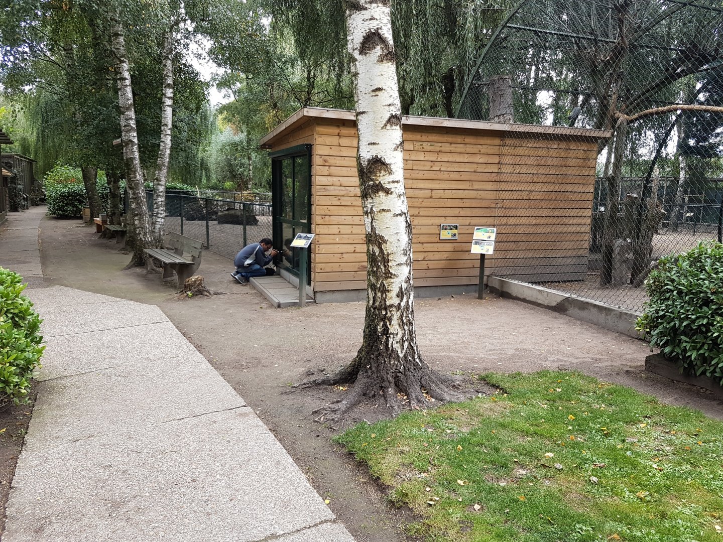 Indoor-enclosure Greater forest wallaby