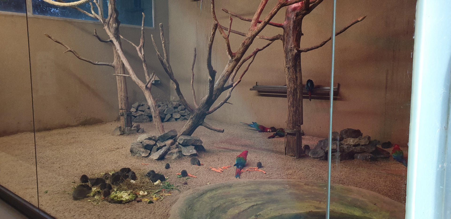 Indoor-enclosure Green-winged macaw - Brazilian guinea pig