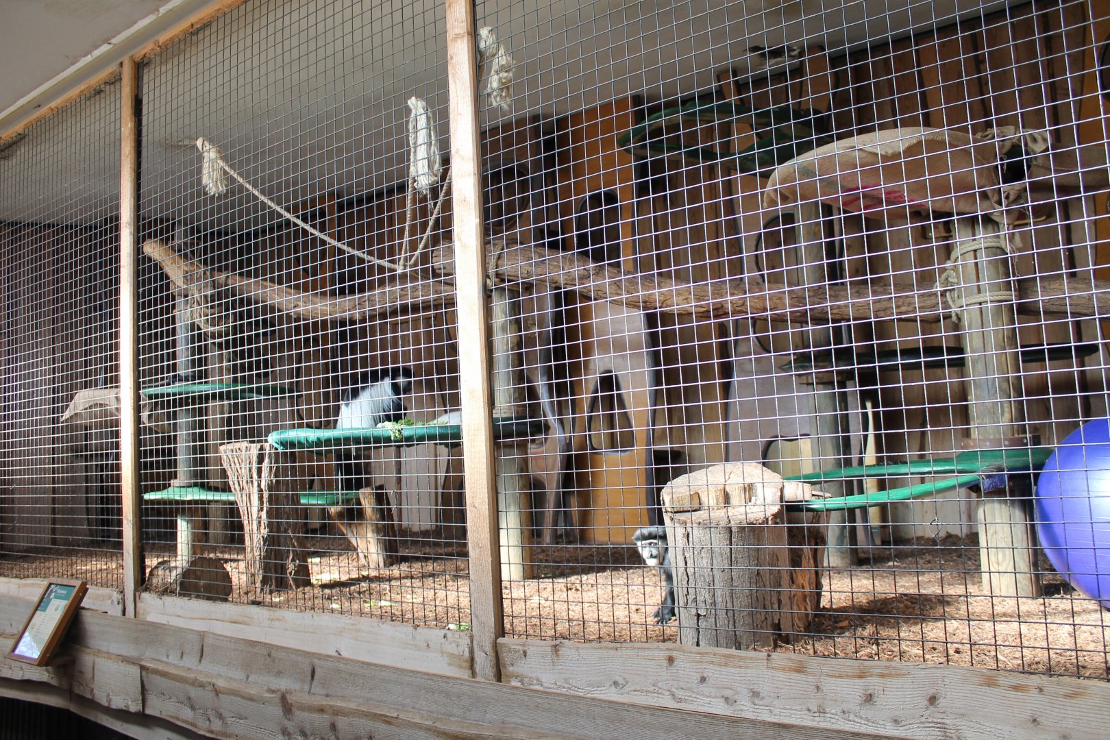 Indoor-enclosure Guereza