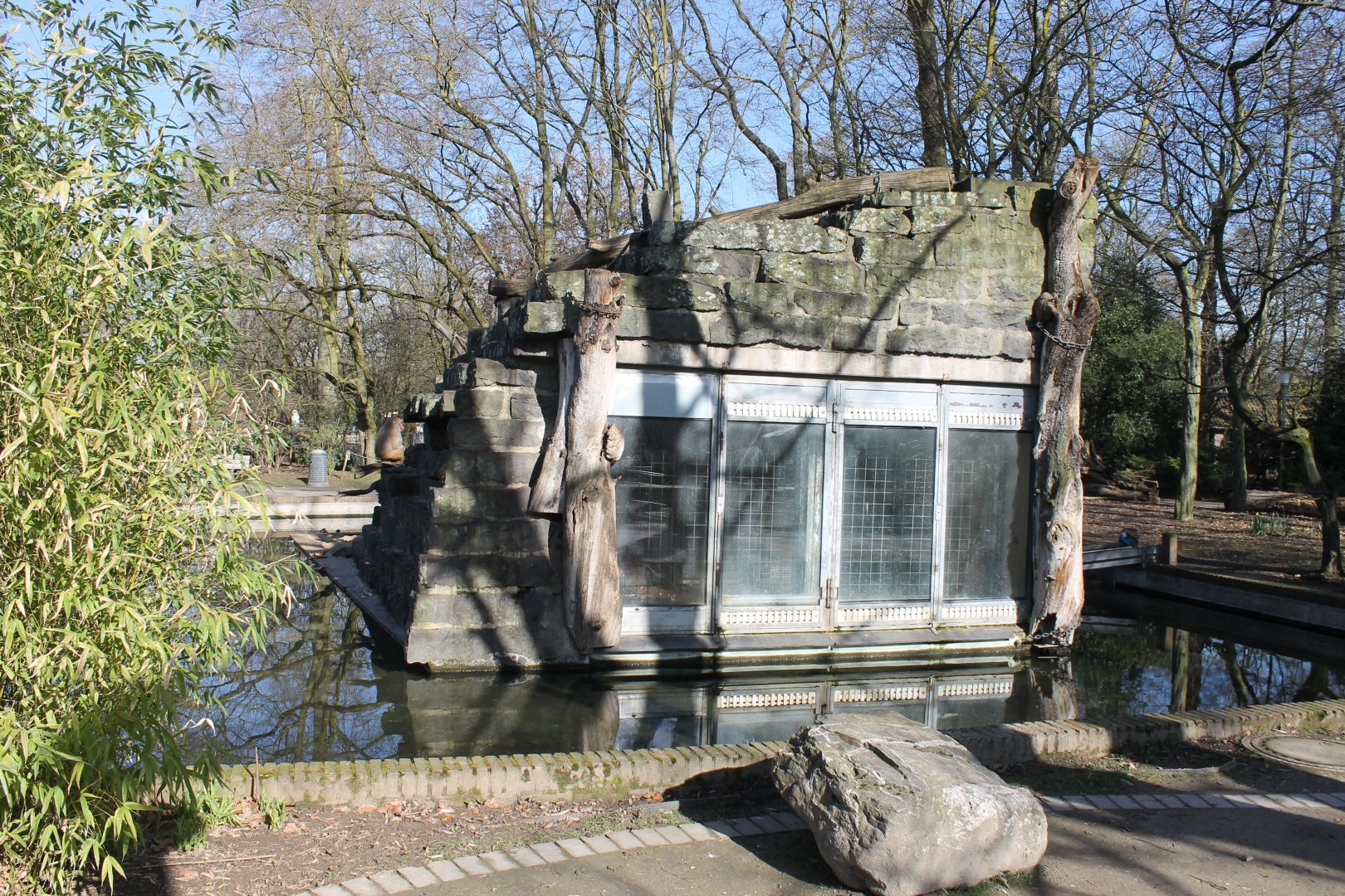 Indoor-enclosure Hamadryas baboon