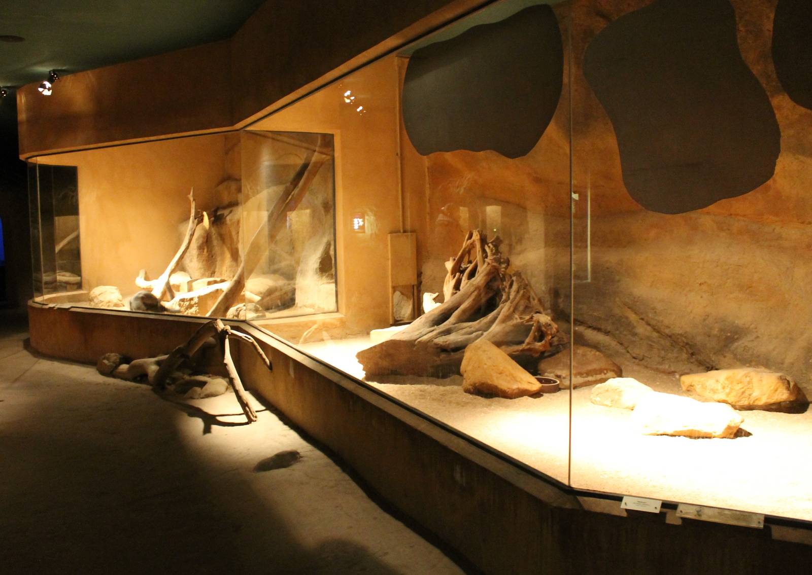 Indoor enclosure Honey badgar