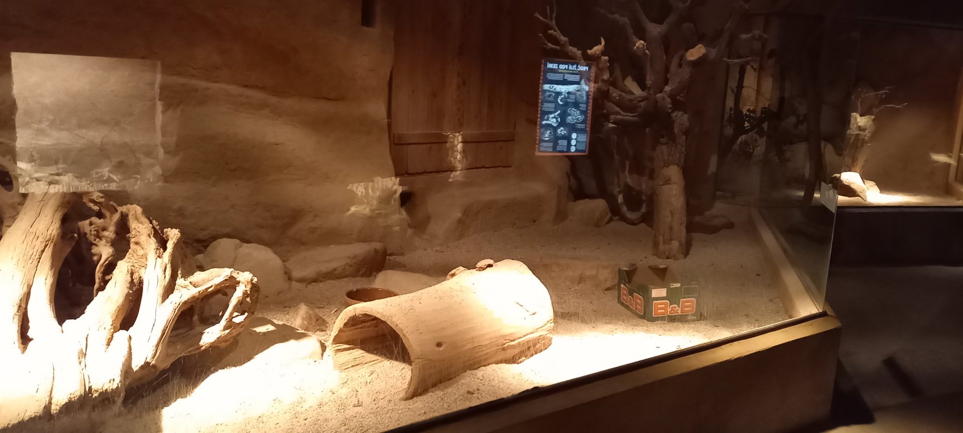 Indoor-enclosure Honey badgar