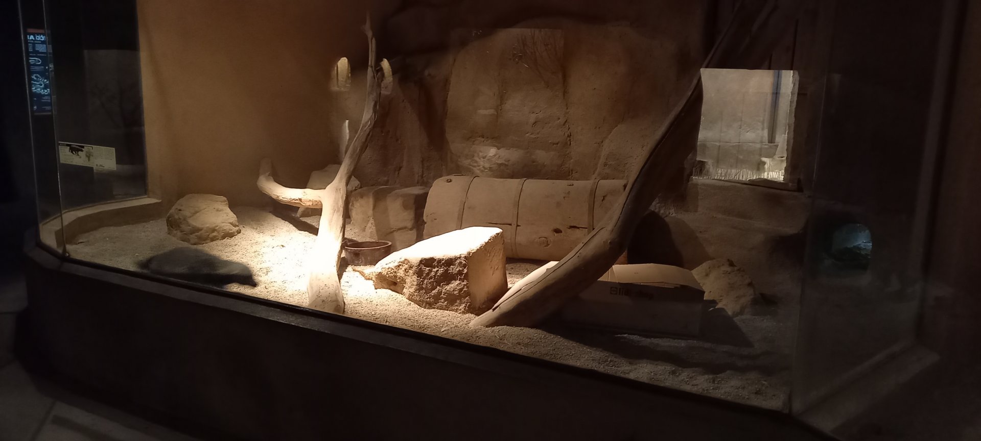 Indoor-enclosure Honey badgar