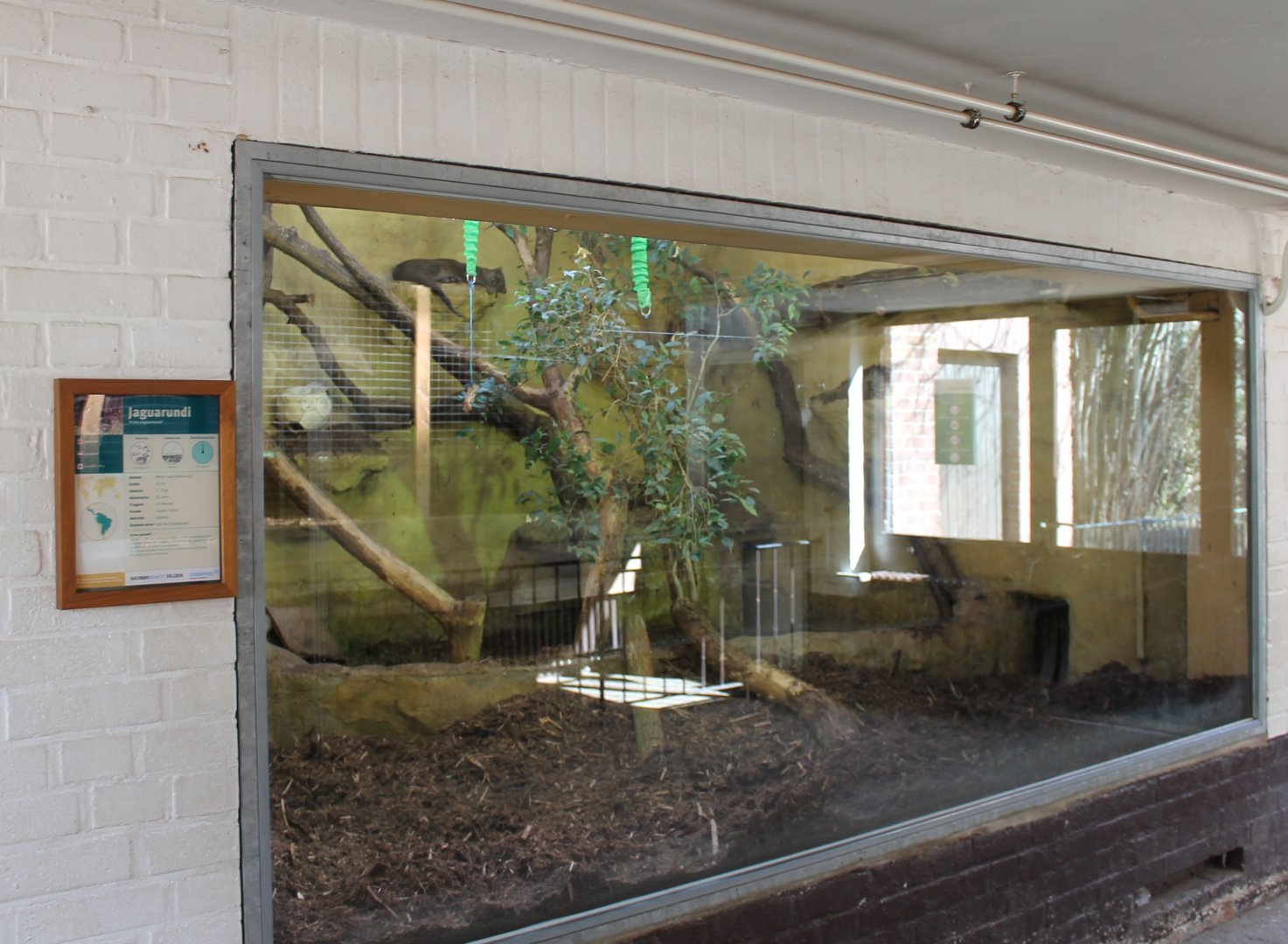 Indoor-enclosure Jaguarundi