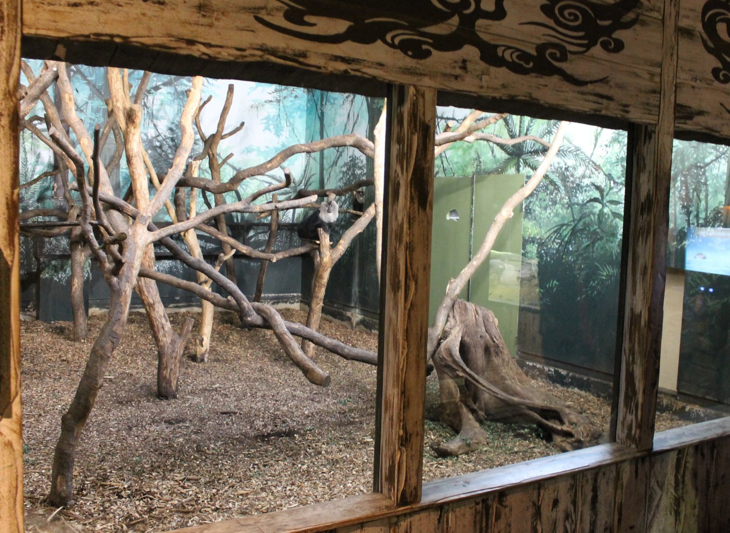 Indoor-enclosure Lion-tailed macaque