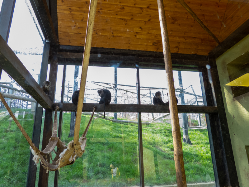 indoor enclosure lion-tailed macaque