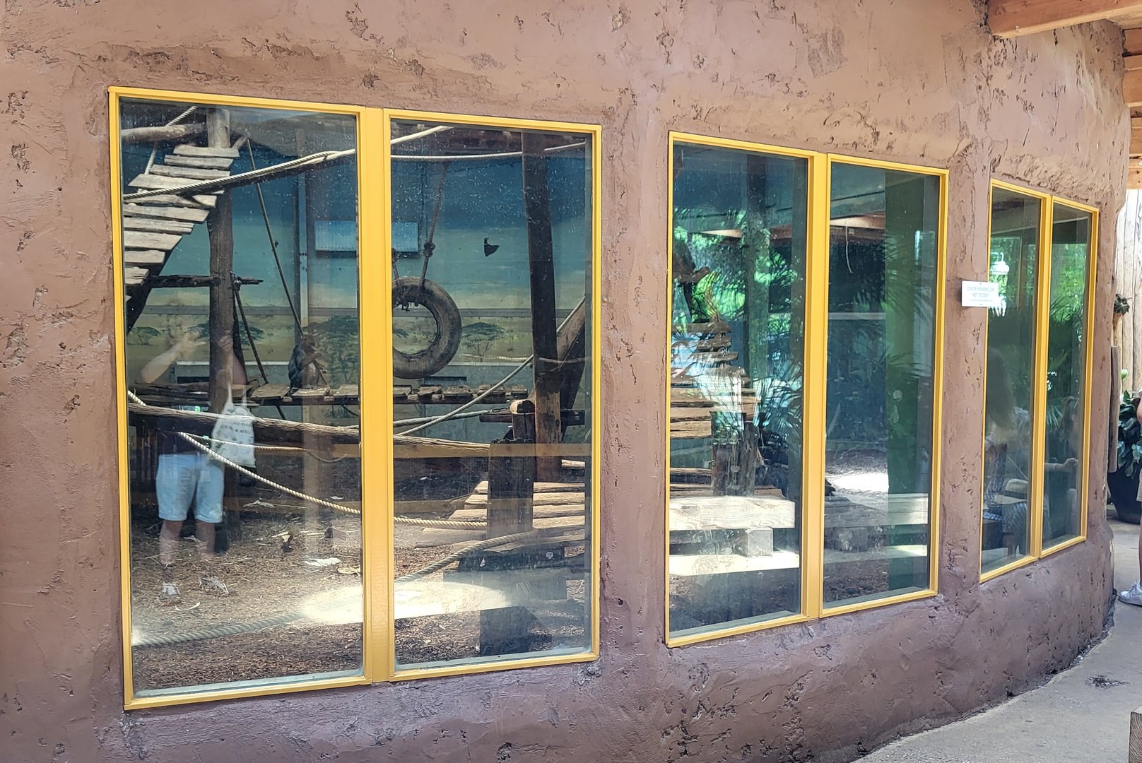 Indoor-enclosure Mandrill