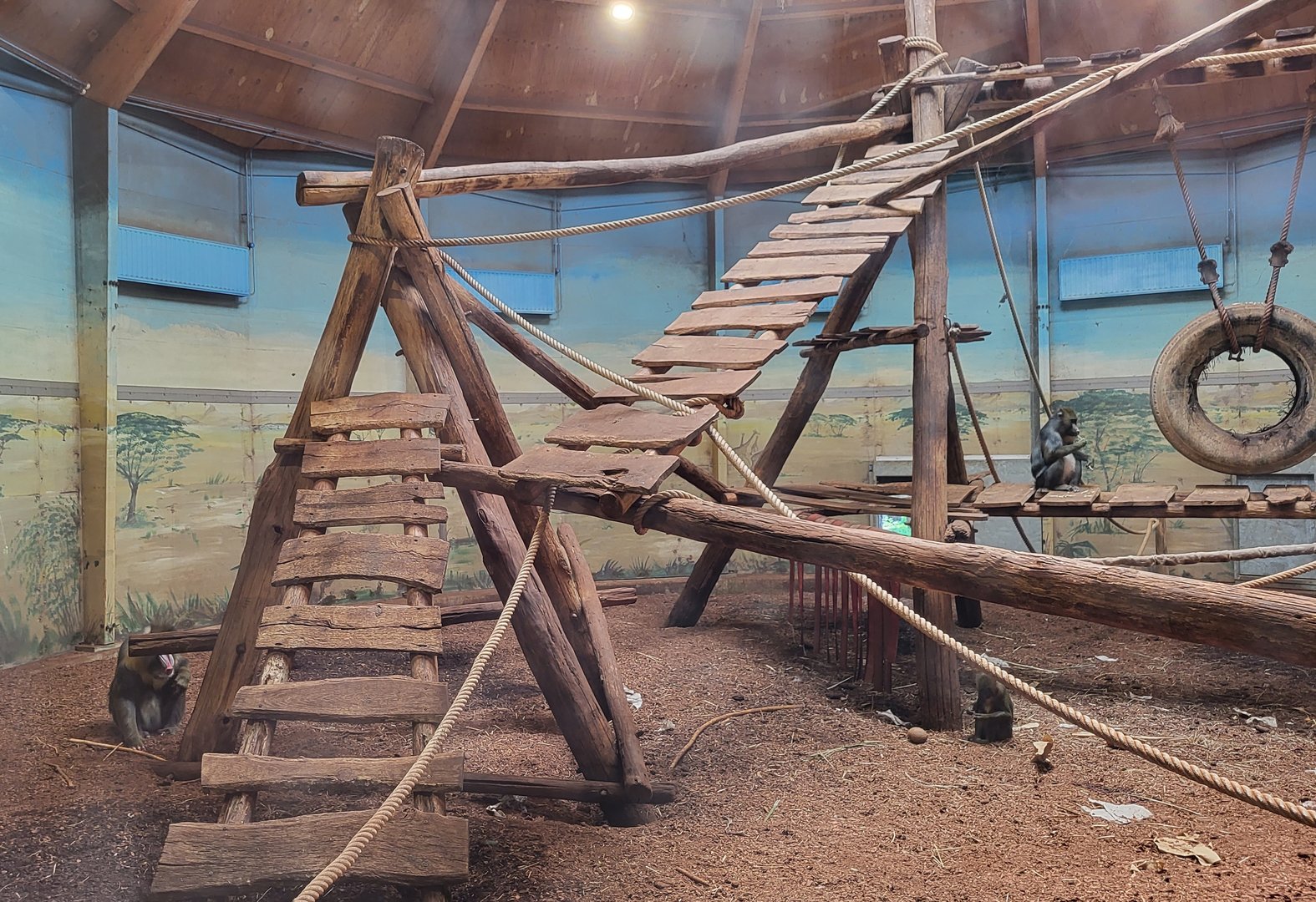 Indoor-enclosure Mandrill