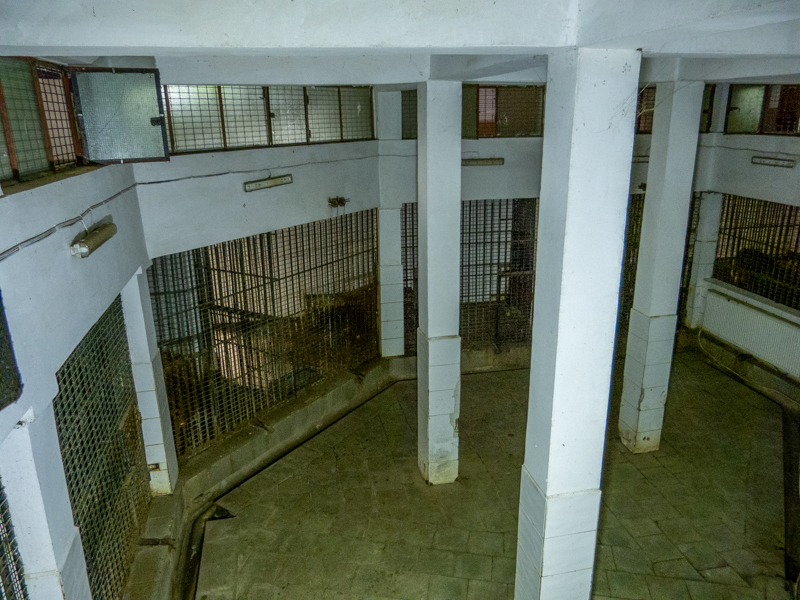 indoor enclosure of big cats