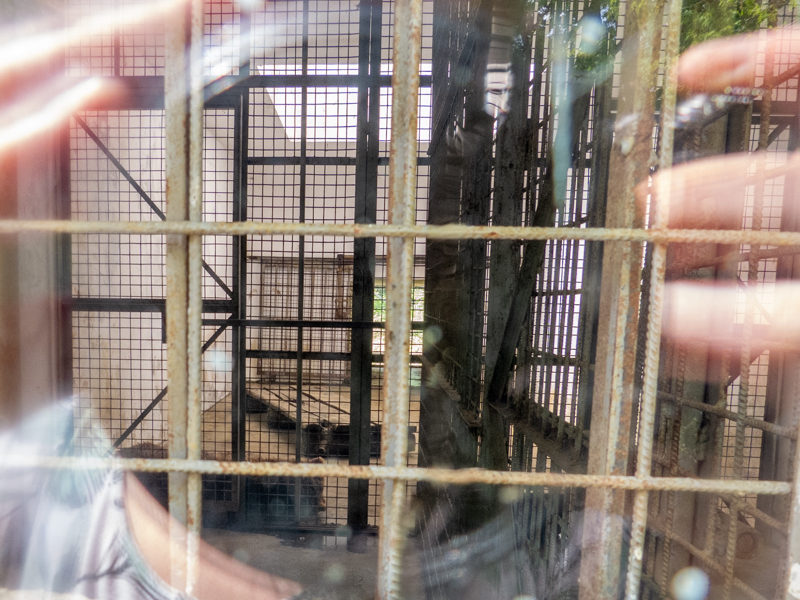 indoor enclosure of brown bear