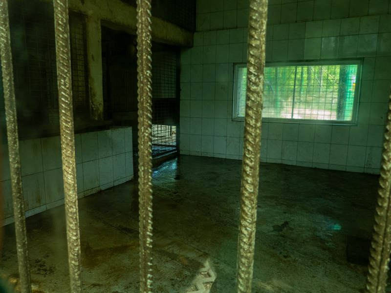 indoor enclosure of hamadryas baboon