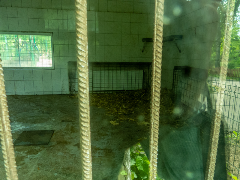indoor enclosure of hamadryas baboon