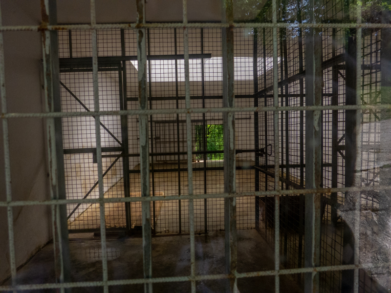 indoor enclosure of lions