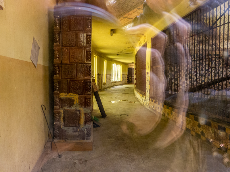 indoor enclosure of lions