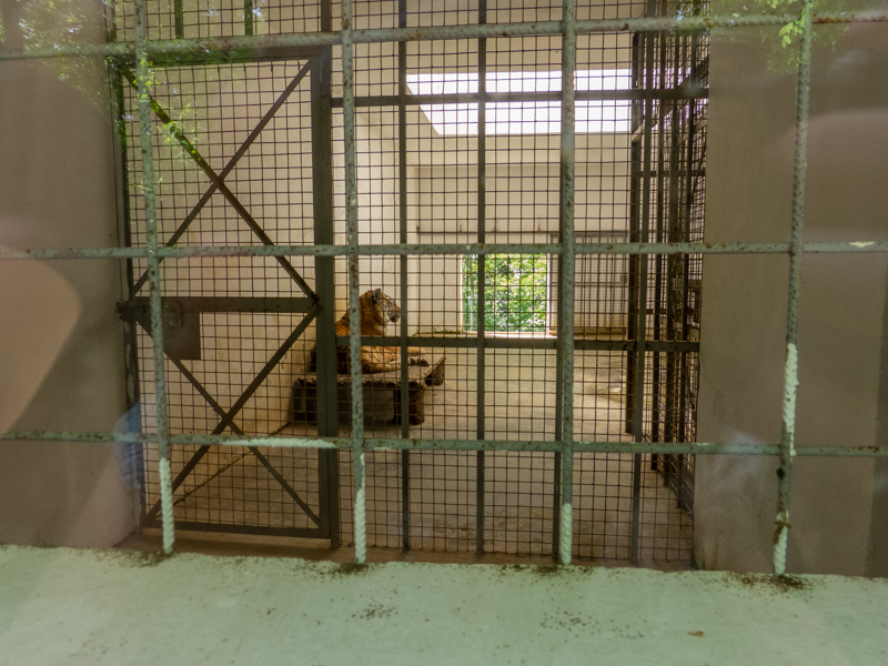 indoor enclosure of siberian tiger