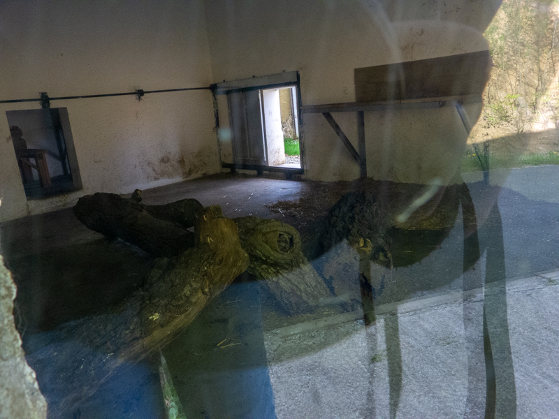 indoor enclosure of snow leopard