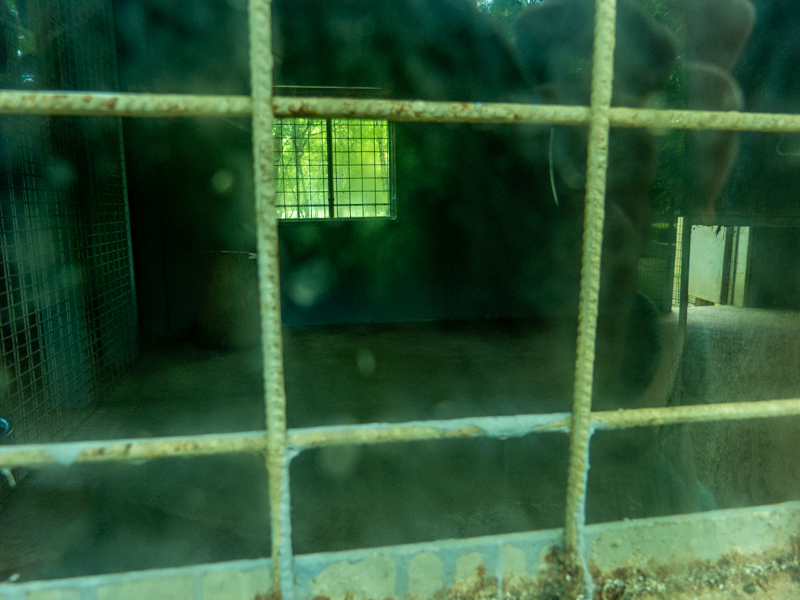 indoor enclosure of tiger