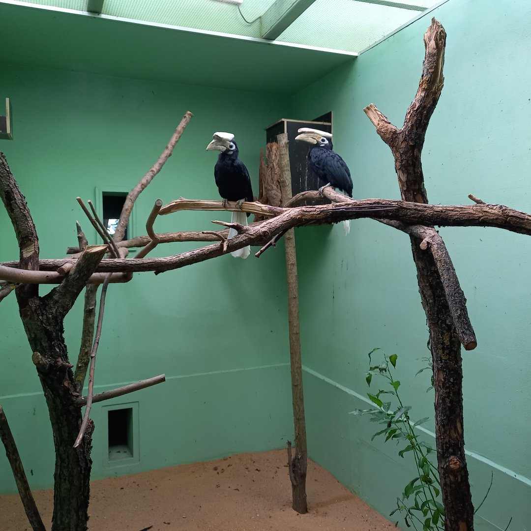 Indoor-enclosure Palawan hornbill