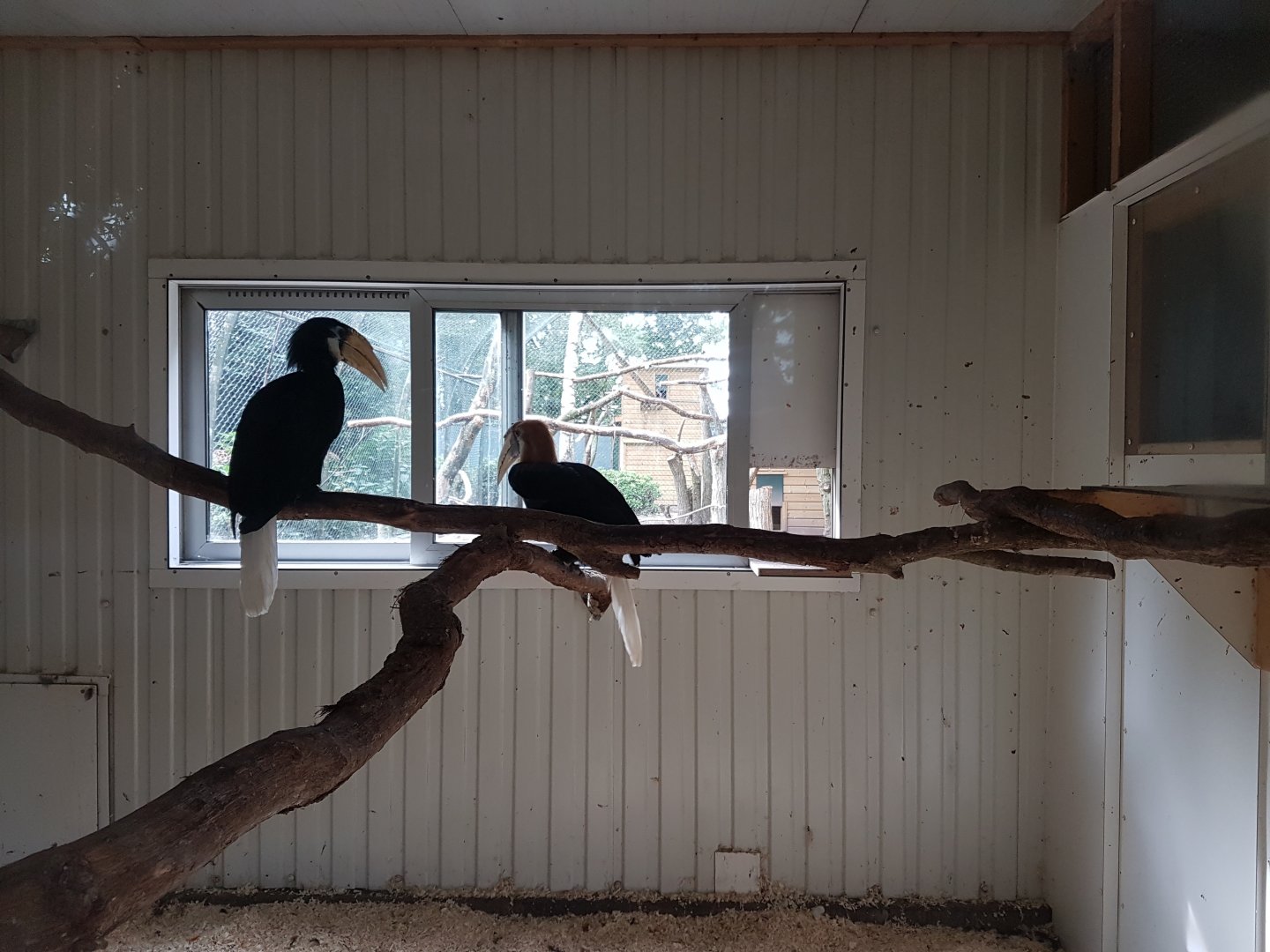Indoor-enclosure Papua hornbill